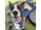 Adopt Eeyore a American Staffordshire Terrier