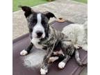 Adopt Eeyore a American Staffordshire Terrier