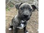 Adopt Tigger a American Staffordshire Terrier
