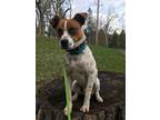 Adopt Bernard a Australian Cattle Dog / Blue Heeler, Coonhound