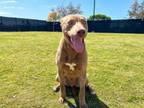 Adopt JUAN POLLO a Labrador Retriever, Mixed Breed