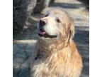 Adopt Hawkeye a Golden Retriever