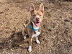 Adopt BOHDI a Ibizan Hound, Pit Bull Terrier