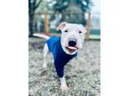 Adopt HANNIBAL AKA Hammi a Bull Terrier, Pit Bull Terrier