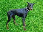 Adopt ALPHA a Doberman Pinscher