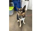 Adopt WILFRED a Australian Cattle Dog / Blue Heeler, German Shepherd Dog