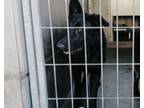 Adopt CASH a German Shepherd Dog