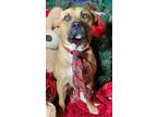 Adopt Newt awesome Black mouth curr young a Black Mouth Cur