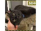 Adopt Benny - The King of Swing! a Domestic Short Hair