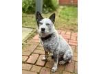 Adopt Barnaby Waddlesworth a Australian Cattle Dog / Blue Heeler