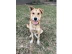 Adopt Tucker a German Shepherd Dog, Golden Retriever