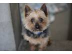 Adopt Titus a Yorkshire Terrier