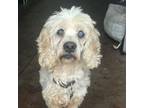 Adopt George a Cockapoo, Cocker Spaniel