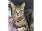 Adopt Bentley a Domestic Short Hair, Tabby