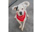 Adopt LUKE a Dalmatian, Mixed Breed