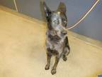 Adopt DUNCAN a Australian Cattle Dog / Blue Heeler