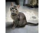 Adopt Famous Amos a Domestic Short Hair