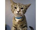 Adopt Feta a Domestic Short Hair