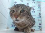 Adopt BILLY BOSS a Domestic Short Hair