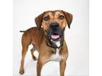 Adopt Bingo a Hound, Boxer