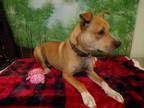 Adopt GUNNER a Black Mouth Cur, Mixed Breed