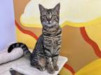 Adopt turbo a Domestic Short Hair