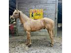 Adopt Shugs a Quarterhorse