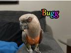 Adopt Bugg a Poicephalus / Senegal