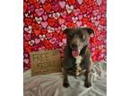 Adopt Spence a Terrier