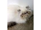 Adopt ROMEO a Himalayan