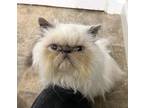 Adopt HALSTON a Himalayan