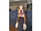 Adopt Miles a American Staffordshire Terrier