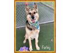 Adopt FARLEY - see video a German Shepherd Dog