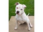 Adopt Rocky a Staffordshire Bull Terrier