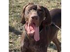 Adopt Buck a German Shorthaired Pointer