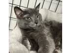 Adopt Bubs a Russian Blue