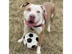 Adopt Fezzik a Pit Bull Terrier