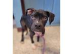 Adopt Mittens a Pit Bull Terrier