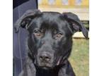 Adopt Jason a Black Labrador Retriever, German Shepherd Dog