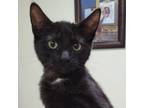 Adopt Silas a Domestic Short Hair