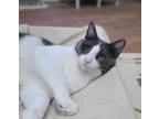 Adopt Ryne a Domestic Short Hair