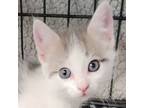 Adopt Carson a Domestic Short Hair