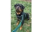 Adopt Rocko Roma a Rottweiler, Mixed Breed