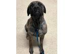 Adopt Beowoof a Mastiff