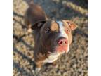 Adopt RODDY a Pit Bull Terrier