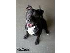 Adopt Wallace a Staffordshire Bull Terrier