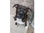 Adopt Kellan a Terrier, Mixed Breed