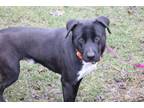 Adopt Hip Hop a Pit Bull Terrier, Labrador Retriever