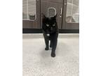 Adopt Oliver a Bombay, Domestic Short Hair