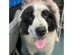 Adopt Tucker a Bernese Mountain Dog, Great Pyrenees